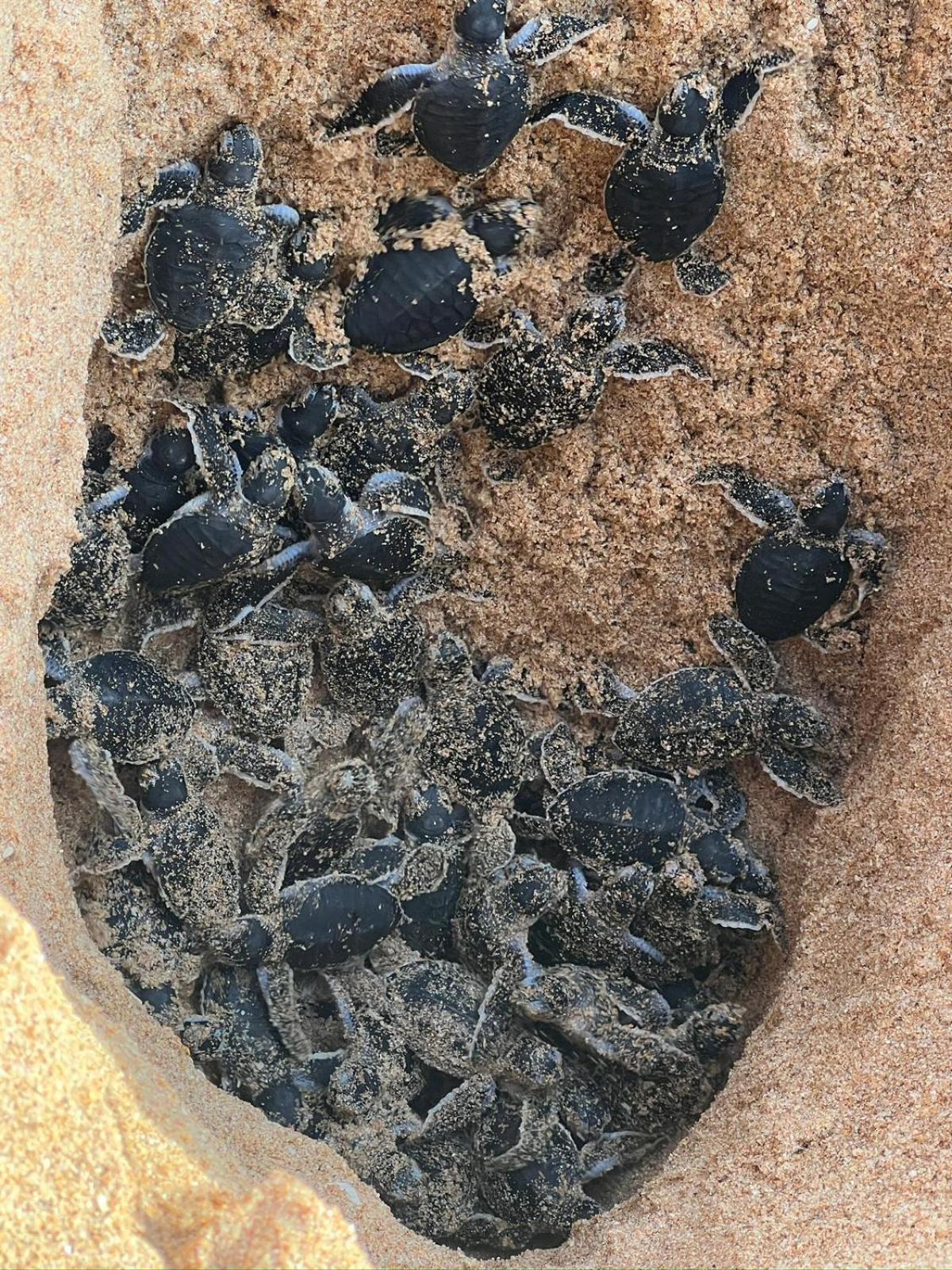 Green Turtle Tangalle Zewnętrze zdjęcie