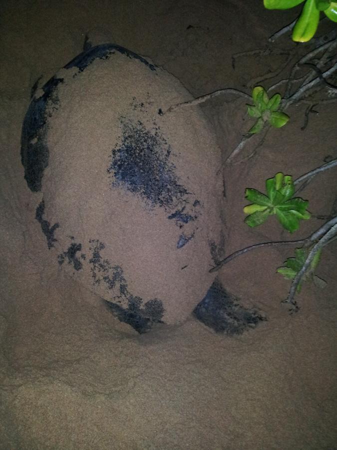Green Turtle Tangalle Zewnętrze zdjęcie