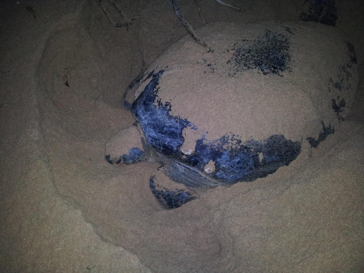 Green Turtle Tangalle Zewnętrze zdjęcie