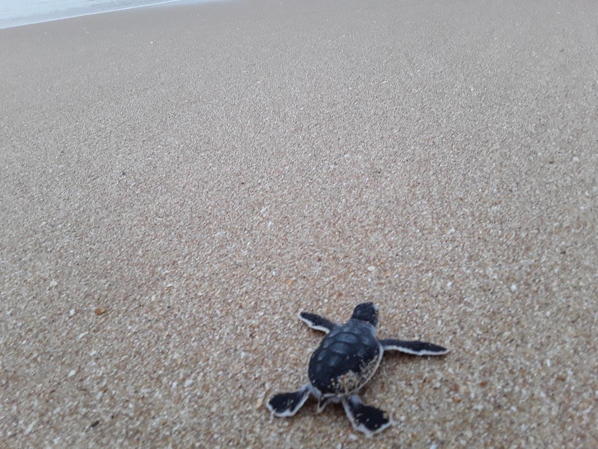 Green Turtle Tangalle Zewnętrze zdjęcie